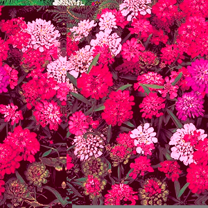 Unbranded Candytuft Fantasia Mix Seeds