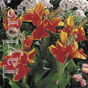 Unbranded Canna Lucifer Bulb