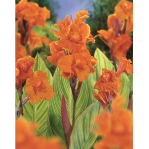 Unbranded Canna Pretoria Bulb