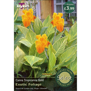 Unbranded Canna Tropicanna Gold Bulb