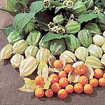 Unbranded Cape Gooseberry Little Lantern Pot Ready Plants