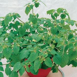 Unbranded Cape Goosebury Little Lantern Seeds