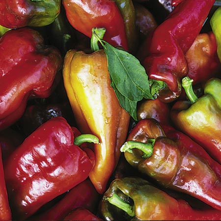 Unbranded Capsicum Beaver Dam Seeds 8 Seeds