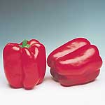 Unbranded Capsicum Denver F1 Pot Ready Plants 400361.htm