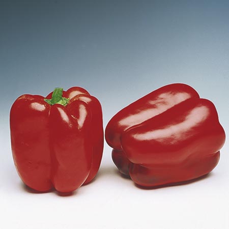 Unbranded Capsicum Denver F1 Seeds (Pepper) 8 Seeds