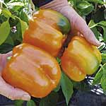 Unbranded Capsicum Etiuda Seeds 433638.htm