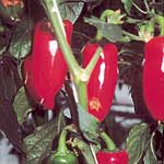 Unbranded Capsicum Hercules F1 Seeds