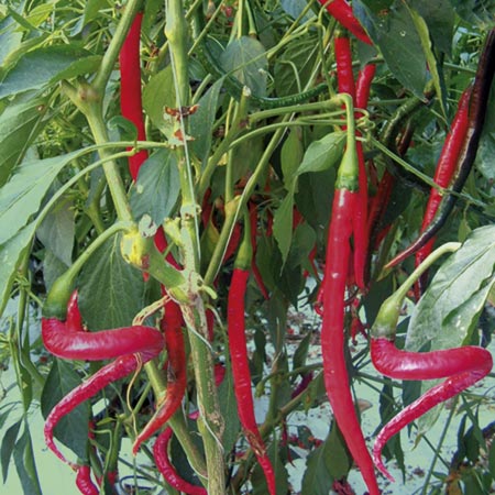 Unbranded Capsicum Joes Long F1 Seeds 10 Seeds