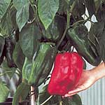 Unbranded Capsicum Jumbo F1 Seeds