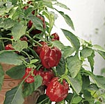 Unbranded Capsicum Redskin F1 Seeds 433722.htm