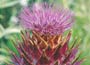 Cardoon