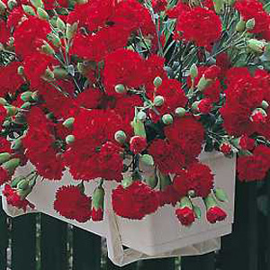 Unbranded Carnation Trailing Seeds