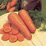 Unbranded Carrot Autumn King 2 Seeds - Triplepack