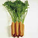 Unbranded Carrot Eskimo F1 Seeds