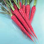 Unbranded Carrot Samurai Seeds