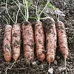 Unbranded Carrot Trevor F1 Seeds 433843.htm