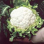 Unbranded Cauliflower Aalsmeer Seeds 434213.htm