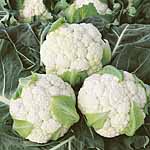 Unbranded Cauliflower Boris F1 Plug Plants 400251.htm