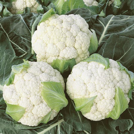 Unbranded Cauliflower Boris F1 Seeds Average Seeds 35