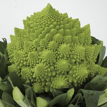 Unbranded Cauliflower Celio F1 Seeds Average Seeds 60