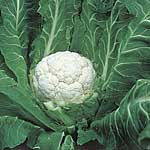 Unbranded Cauliflower Evita Seeds 434221.htm