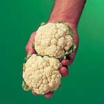 Unbranded Cauliflower Igloo Seeds 432352.htm