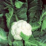 Unbranded Cauliflower Mayflower F1 Seeds 434256.htm