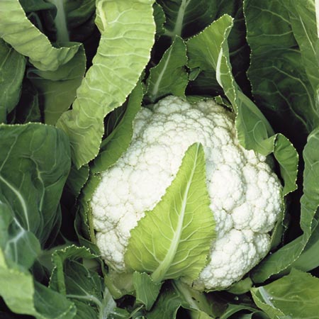 Unbranded Cauliflower Nessie F1 Seeds Average Seeds 55