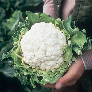 Unbranded Cauliflower Patriot Seeds