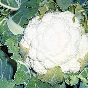 Unbranded Cauliflower Pavilion F1 Hybrid