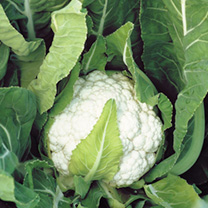 Unbranded Cauliflower Seeds - Nessie F1