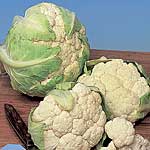 Unbranded Cauliflower Snowball Seeds 434329.htm