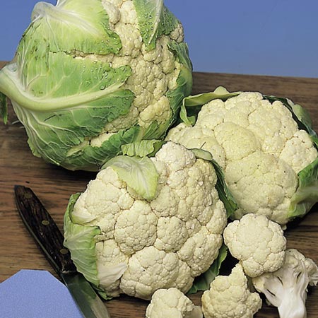 Unbranded Cauliflower Snowball Seeds Average Seeds 200