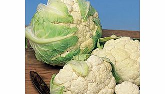 Unbranded Cauliflower Snowball Seeds