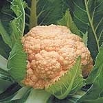 Unbranded Cauliflower Sunset F1 Seeds 432328.htm