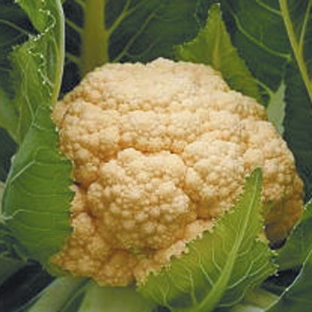 Unbranded Cauliflower Sunset F1 Seeds Average seeds 38