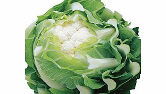 Unbranded Cauliflower Triomphant F1 Seeds