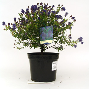 Unbranded Ceanothus Concha Californian Lilac