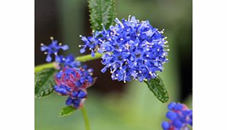 Unbranded Ceanothus Plant - Blue Mound