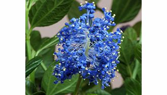 Unbranded Ceanothus Plant - Thyrsiflorus Skylark