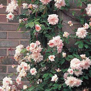 Unbranded Cecile Brunner Climbing Rose