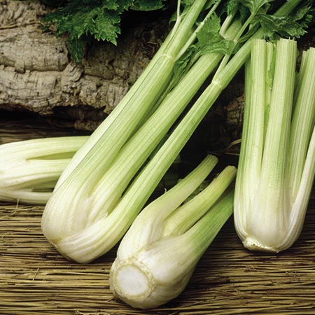 Unbranded Celery Golden Spartan Seeds Average seeds 1100