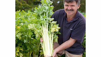 Unbranded Celery Loretta Seeds