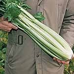 Unbranded Celery Victoria Plug Plants 470261.htm