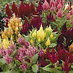 Unbranded Celosia Plumosa Dwarf Geisha Seeds 410583.htm