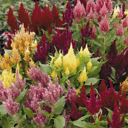 Unbranded Celosia Plumosa Dwarf Geisha Seeds Average Seeds