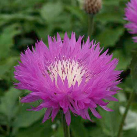 Unbranded Centaurea John Coutts (Cornflower) Pack of 2