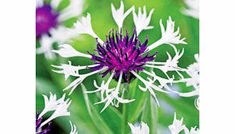 Unbranded Centaurea Plant - Amethyst in Snow