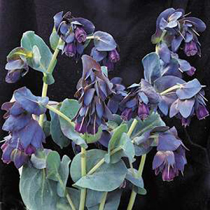 Unbranded Cerinthe Major Purparescens Seeds