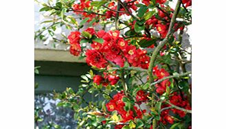 Unbranded Chaenomeles japonica Plants